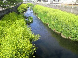 菜の花